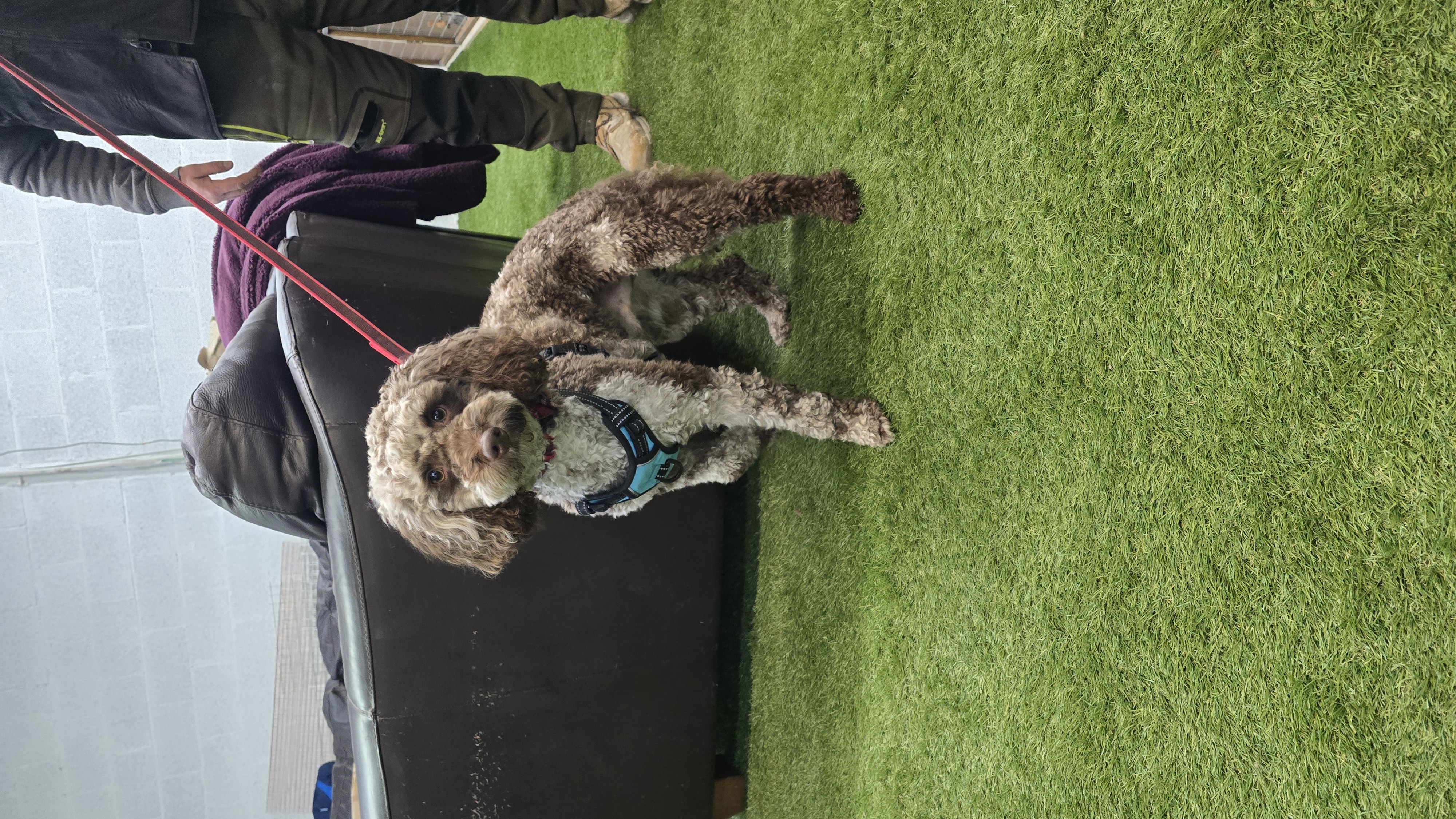 Reactive Dog Specialist