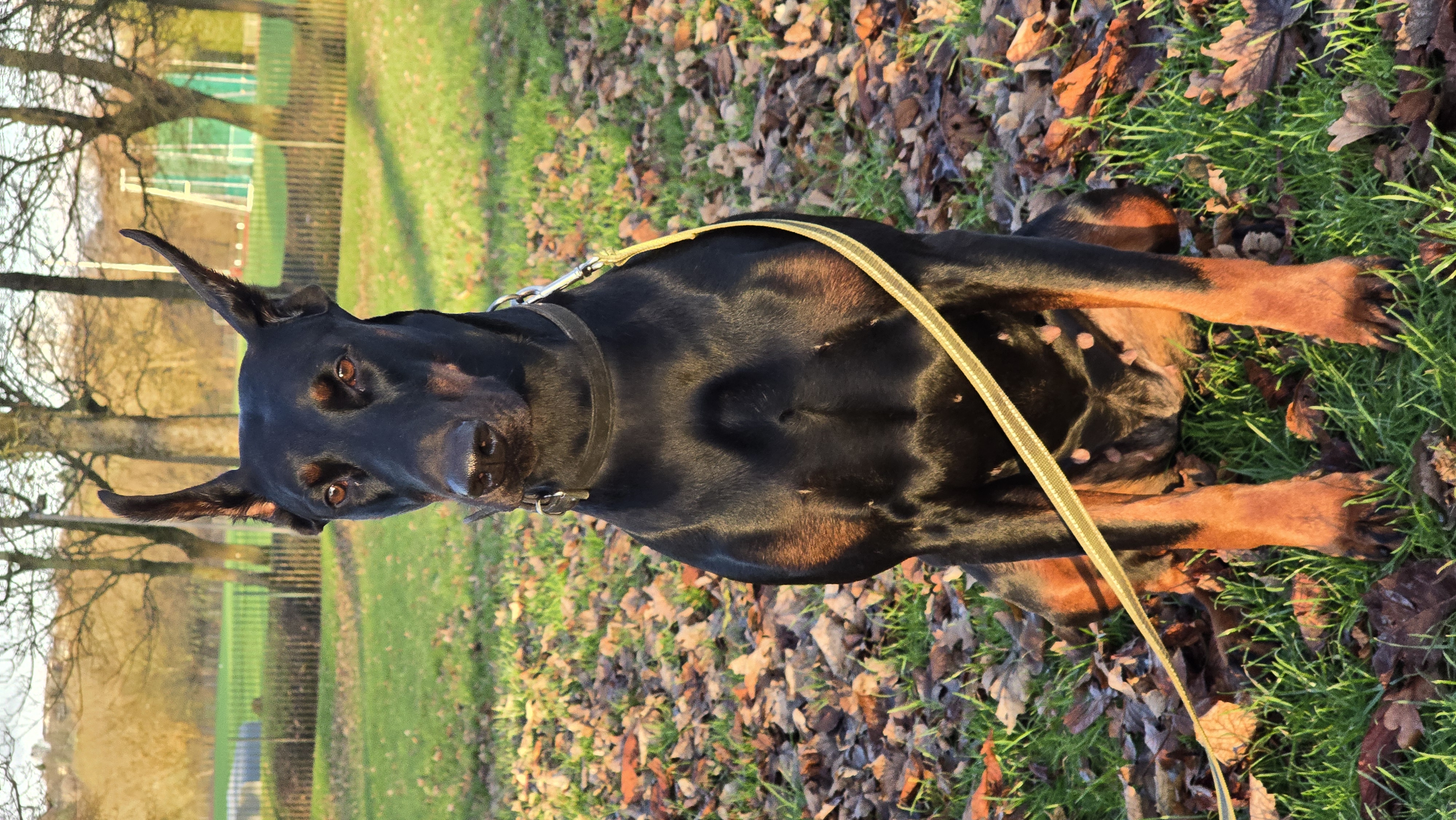 Professional dog training with Doberman